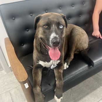 Veterinary Emergency Group - Dog - Emergency Pet Hospital Near Me - Phoenix, Arizona Veterinary Emergency Group - Dog - Emergency Pet Hospital Near Me - Phoenix, Arizona