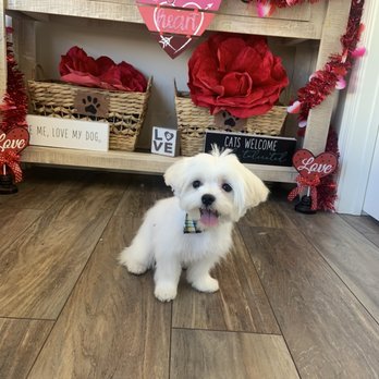 Zoom 2 Groom - Pet Groomers Near Me - Montrose, California Zoom 2 Groom - Pet Groomers Near Me - Montrose, California