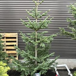 Cohn's Fresh Christmas Trees