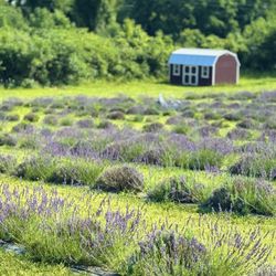 Romeo Lavender Farm
