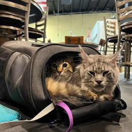 Breweries are for cats too. Breweries are for cats too.