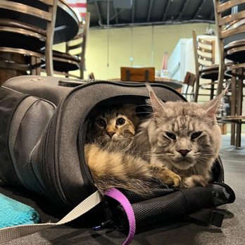 Great Mane Brewery - Breweries are for cats too. - Breweries Near Me - Haymarket, Virginia Great Mane Brewery - Breweries are for cats too. - Breweries Near Me - Haymarket, Virginia