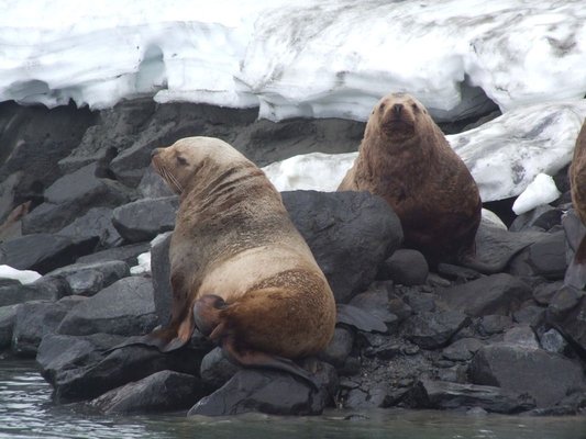 Alaska Peak & Seas by null