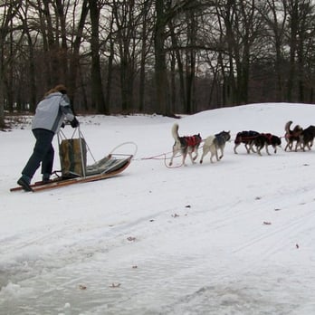 arctic paws dog sled tours