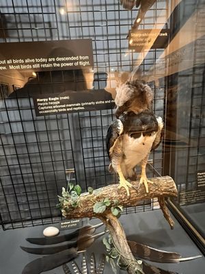 The Peregrine Fund's World Center For Birds of Prey by null