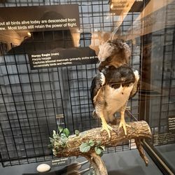 The Peregrine Fund's World Center for Birds of Prey