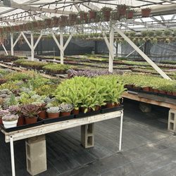 Store plants