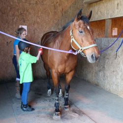 Bookmark Farms - Campers learning about grooming.