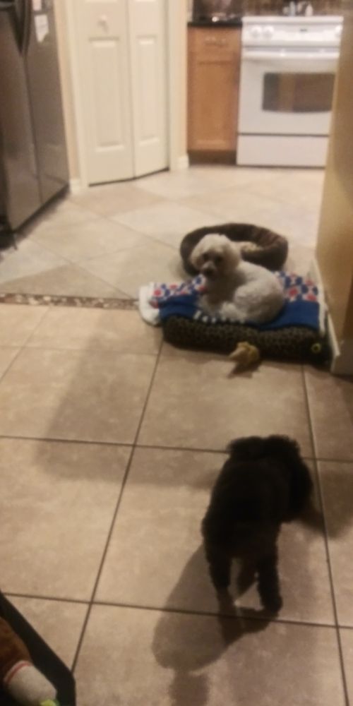 Superior Pet Sitting Image