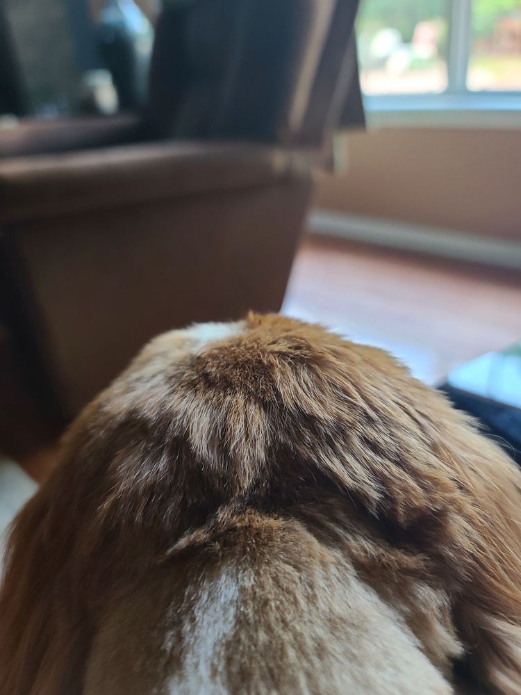 THE PET LODGE OF PINEHURST 14 Photos 145 Aqua Shed Ct, Aberdeen