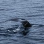 Photo of Sea World Whale Watch