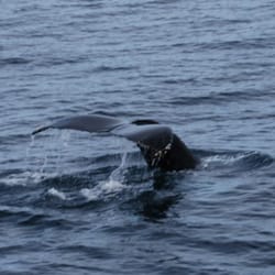 Sea World Whale Watch
