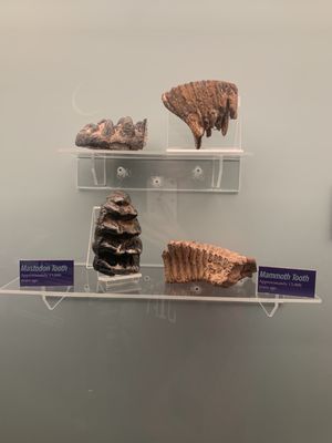 Neville Public Museum by null