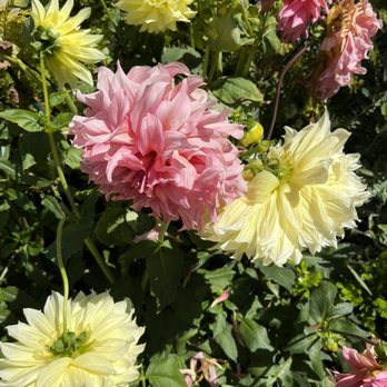 Sunflower Farms - Nurseries & Gardening Near Me - Torrance, California Sunflower Farms - Nurseries & Gardening Near Me - Torrance, California