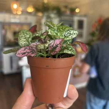 Sheelytown Market - Nurseries & Gardening Near Me - Omaha, Nebraska