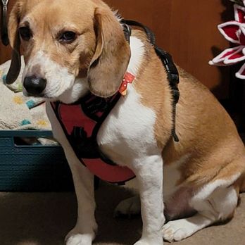 Petco - Beware of Petco and their price gouging. Two baths cost over $101 - Pet Stores Near Me - Lakewood, Washington Petco - Beware of Petco and their price gouging. Two baths cost over $101 - Pet Stores Near Me - Lakewood, Washington