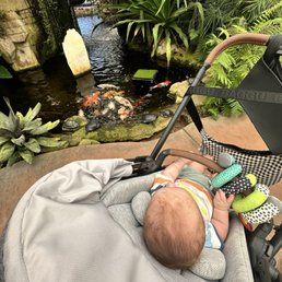Koi fish Koi fish