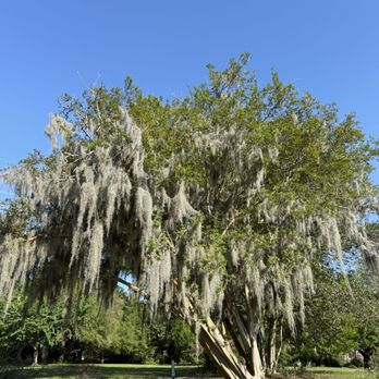 Hampton Park - Parks Near Me - Charleston, South Carolina