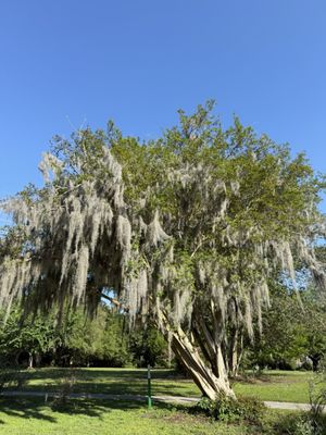 Hampton Park by null