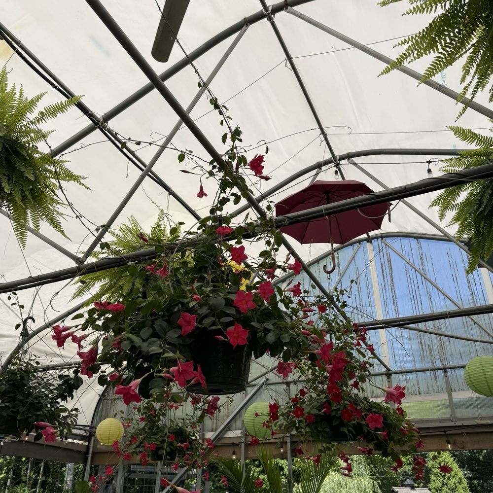 Greenhouse Cafe & Tavern - So cute outside - Cafes Near Me - Burlington, Connecticut Greenhouse Cafe & Tavern - So cute outside - Cafes Near Me - Burlington, Connecticut
