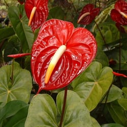 Always Anthuriums - Growing plants