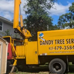 Dandy Tree Service - Call Now for expert tree removal @10% off Fall Special 615-479-3584 
New & Improved at an affordable price (bundle discount also)