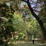 Photo of American Landscaping & Tree Service
