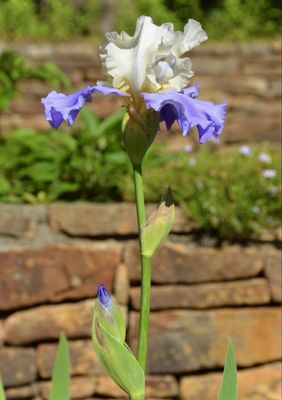 Birmingham Botanical Gardens by null