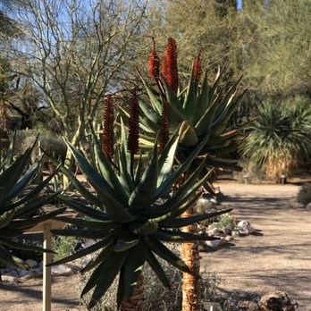 Tucson Botanical Gardens - Botanical Gardens Near Me - Tucson, Arizona Tucson Botanical Gardens - Botanical Gardens Near Me - Tucson, Arizona