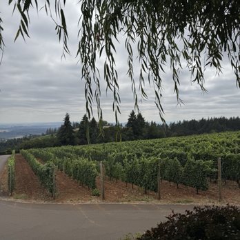 White Rose Estate - Views - Wine Tasting Room Near Me - Dayton, Oregon White Rose Estate - Views - Wine Tasting Room Near Me - Dayton, Oregon