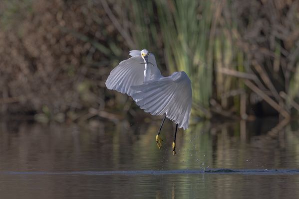 Sepulveda Basin Wildlife Reserve by null