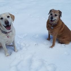 Beautiful Bow Wow Mobile Dog Grooming - Molly showing Bella how to enjoy the snow:0