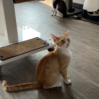 Happy Cat Cafe - Coffee & Tea Near Me - Grand Rapids, Michigan