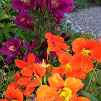 Catelli's - Garden flowers... - New American Near Me - Geyserville, California
