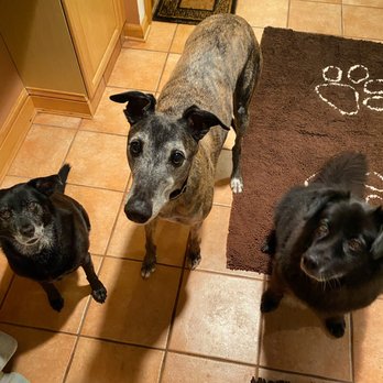 ESP Pet Specialists - The three musketeers! - Dog Walkers Near Me ESP Pet Specialists - The three musketeers! - Dog Walkers Near Me