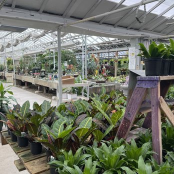 Gerych's Flowers & Events - Plants in the greenhouse located in the back half of Gerych's - Florists Near Me - Fenton, Michigan Gerych's Flowers & Events - Plants in the greenhouse located in the back half of Gerych's - Florists Near Me - Fenton, Michigan