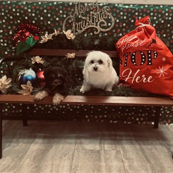 Snooty Pup Grooming - Pet Groomers Near Me - Sherman, Texas Snooty Pup Grooming - Pet Groomers Near Me - Sherman, Texas