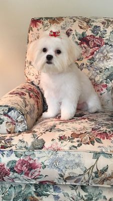 sheba fresh choice in gravy