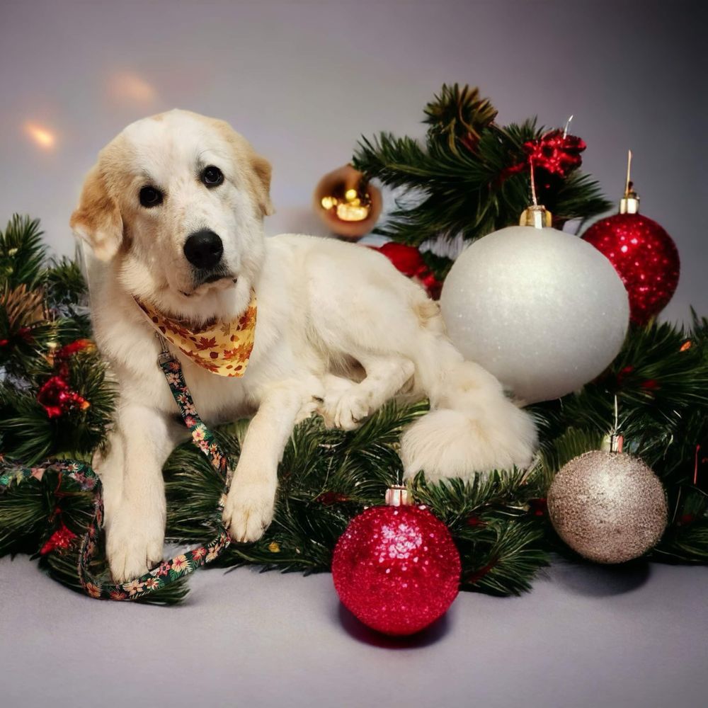 Dmb Pampered Pets - Pet Groomers Near Me - Brazoria, Texas Dmb Pampered Pets - Pet Groomers Near Me - Brazoria, Texas