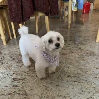 Pet Oasis - Duke home from his grooming appointment with Francesca ! - Pet Stores Near Me - Staten Island, New York Pet Oasis - Duke home from his grooming appointment with Francesca ! - Pet Stores Near Me - Staten Island, New York