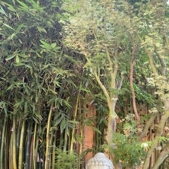 Eggy’s Neighborhood Kitchen - Garden area while waiting - Breakfast & Brunch Near Me - Berkeley, California