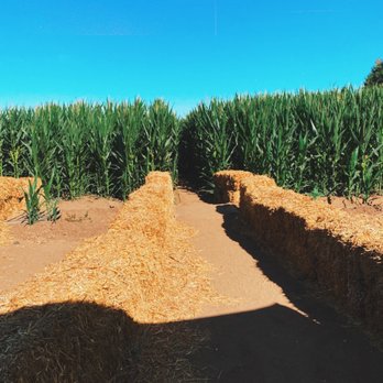 Davis Ranch, LLC - Outside the corn maze. - Fruits & Veggies Near Me - Sloughhouse, California Davis Ranch, LLC - Outside the corn maze. - Fruits & Veggies Near Me - Sloughhouse, California