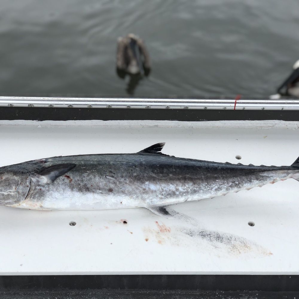 Tangled Sport Fishing Charters - My kingfish - Fishing Near Me - Stuart, Florida Tangled Sport Fishing Charters - My kingfish - Fishing Near Me - Stuart, Florida