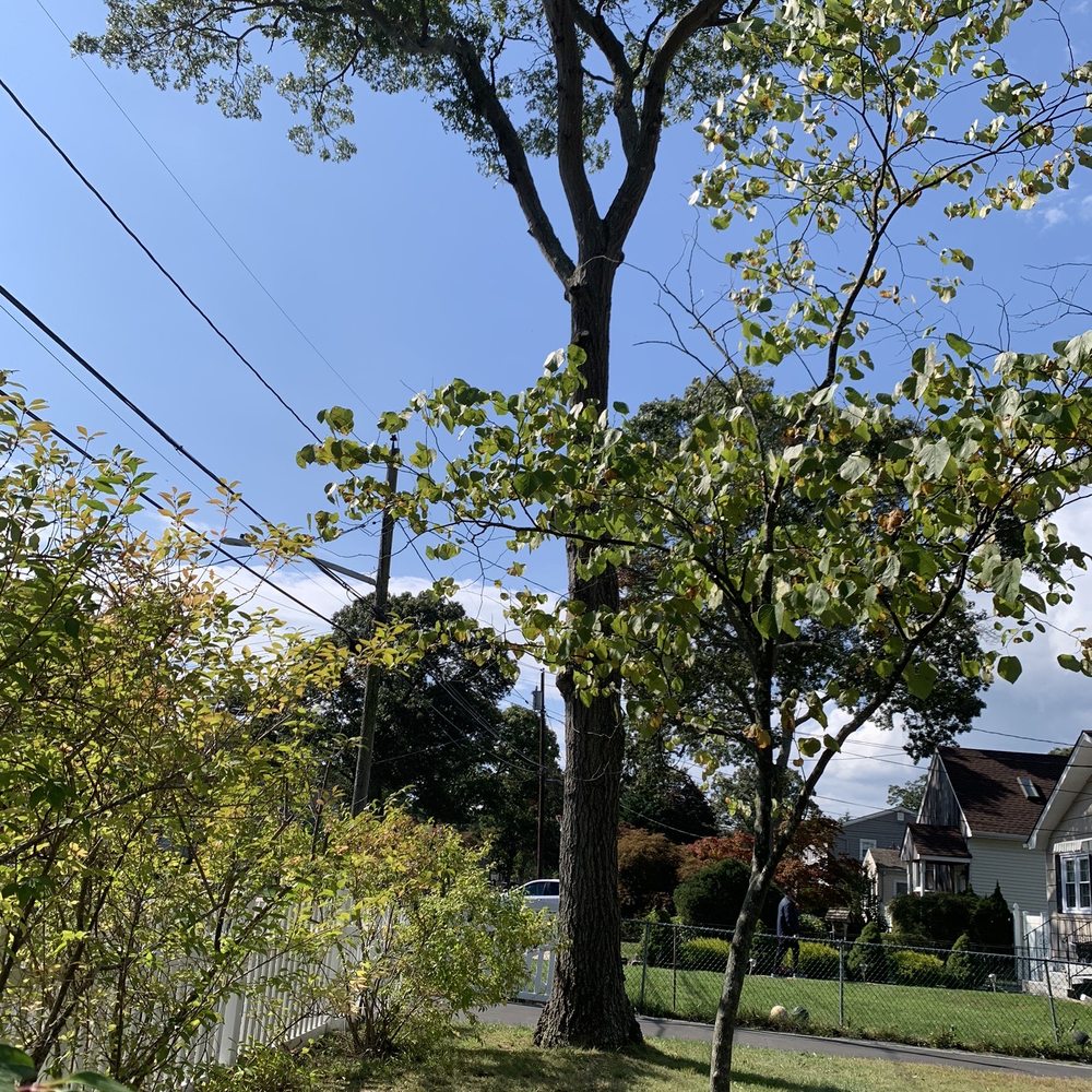 Big R Tree Service - Trimmed tree - Tree Services Near Me - Selden, New York Big R Tree Service - Trimmed tree - Tree Services Near Me - Selden, New York