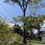 Photo of Big R Tree Service
