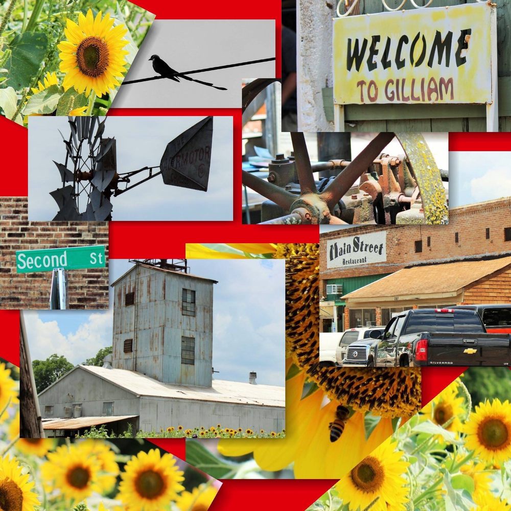 Sunflower Trail - Collection of images at the sunflower festival - Festivals Near Me - Gilliam, Louisiana Sunflower Trail - Collection of images at the sunflower festival - Festivals Near Me - Gilliam, Louisiana