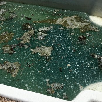 Tejas Hills Pool & Spa - Pool after bad tenants... - Pool Cleaners Near Me