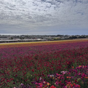 The Flower Fields - Venues & Event Spaces Near Me - Carlsbad, California The Flower Fields - Venues & Event Spaces Near Me - Carlsbad, California