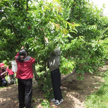 Chavez U-Pick Cherries - Pick Your Own Farms Near Me - Brentwood, California Chavez U-Pick Cherries - Pick Your Own Farms Near Me - Brentwood, California