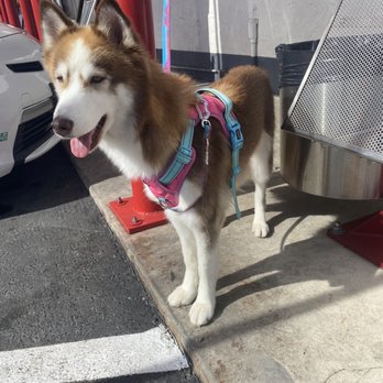 Discount Pets - My beautiful Aurora after coming back from the groomer. - Pet Groomers Near Me - Anaheim, California